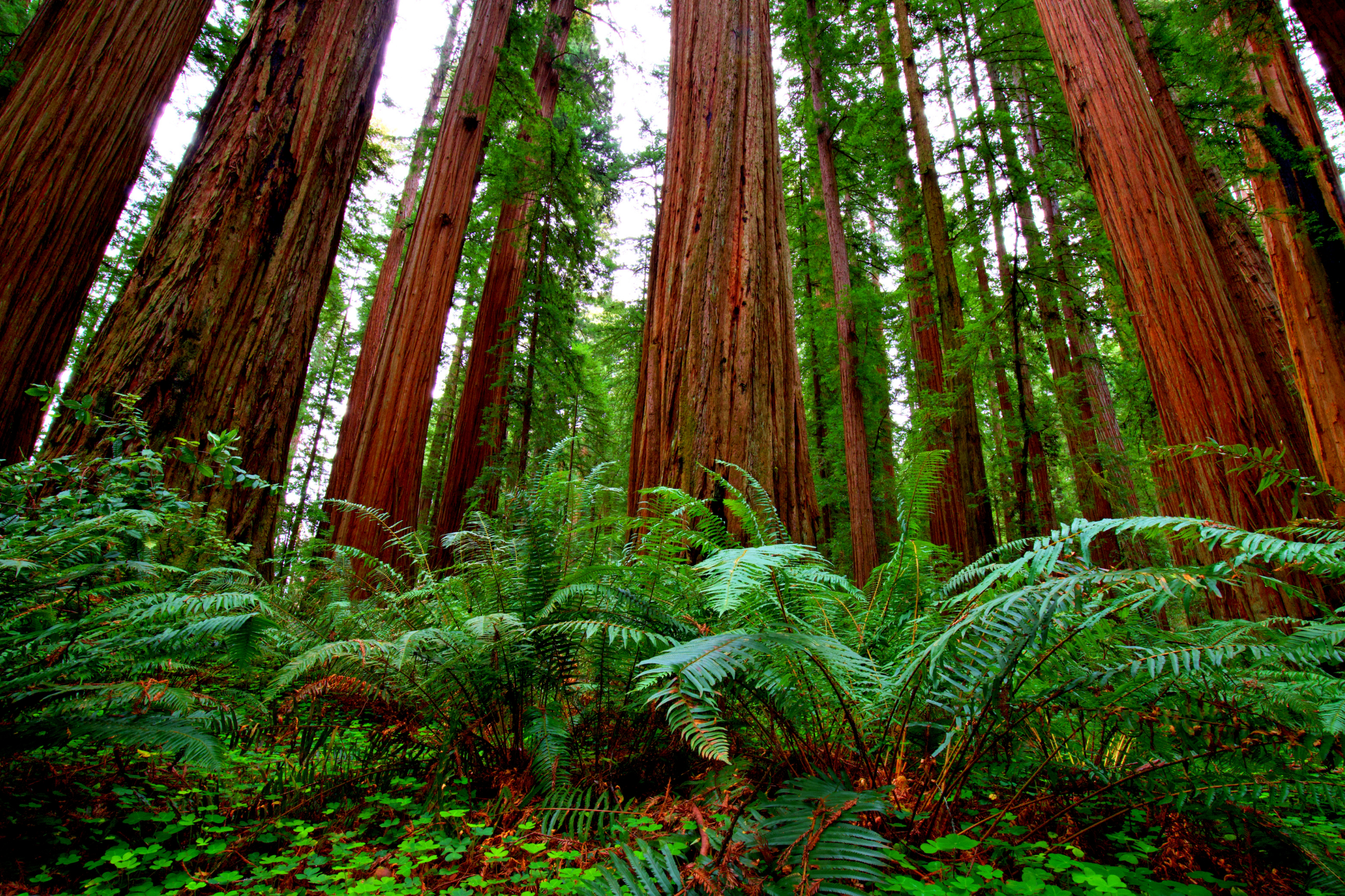 redwood national park, california (3).webp